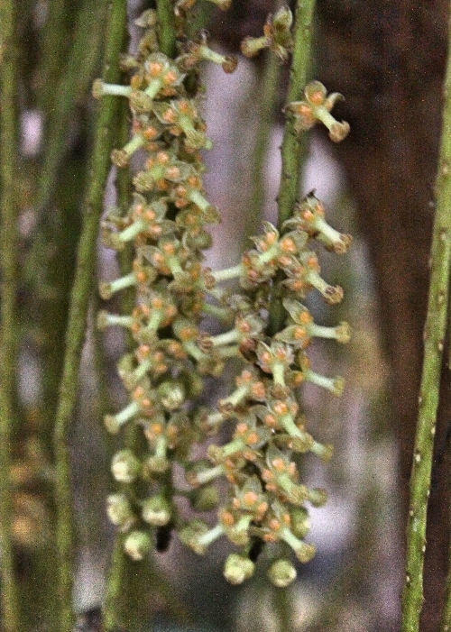 North Queensland Plants Achariaceae